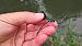 Banded Demoiselle (Calopteryx splendens) © Roberto Fabbri