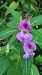 Impatiens glandulifera © Fabrizio Florit (FVG)