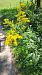 Solidago canadensis  - Niko Borghese (FVG)