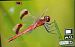 Sympetrum pedemontanum  - Battisti Andrea