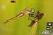 Sympetrum pedemontanum © Battisti Andrea