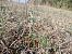 Spiranthes spiralis (Spiranthe d'automne) © Alain Falvard