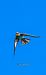 European Bee-eater (Merops apiaster) © Jose Molis