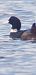 Folaga (Fulica atra) © Giuseppe Di Lieto