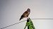Biancone (Circaetus gallicus) © Lino Lipparini