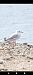 Audouin's Gull (Ichthyaetus audouinii) © Massimo Maldifassi