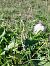 Spiranthes spiralis (Spiranthe d'automne) © Annie Gagneux
