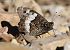 Hipparchia sp. © Alberto Manganaro