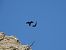 Corvo imperiale (Corvus corax) © Cosimo Gabbani