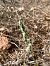 Spiranthes spiralis (Spiranthe d'automne) © Catherine Lafaysse-Laurette