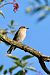Trauerschnäpper (Ficedula hypoleuca) © Andrea Galimberti