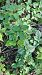 Lamium argentatum  - Niko Borghese (FVG)