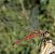 Sympetrum depressiusculum © Andrea Verdelli