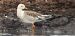 Combattente (Calidris pugnax) © Giuseppe Di Lieto