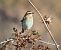 Tarabilla Norteña (Saxicola rubetra) © Ferran Pujol
