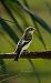 Mastegatatxes (Ficedula hypoleuca) © Jose Molis