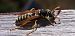 Polistes sp.  - Michele Cento