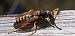 Polistes sp.  - Michele Cento