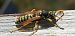 Polistes sp.  - Michele Cento