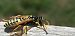Polistes sp.  - Michele Cento