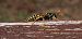Polistes sp. © Michele Cento