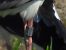 Cicogna bianca (Ciconia ciconia) © Lorenza Venturini