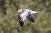 Mouette mélanocéphale  - Viehböck Helga