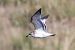 Mouette mélanocéphale  - Viehböck Helga