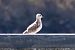 Mouette mélanocéphale  - Viehböck Helga