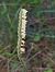 Spiranthes spiralis (Spiranthe d'automne) © Bernard Sonnerat