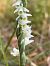 Spiranthes spiralis (Spiranthe d'automne) © Alain Darmuzey