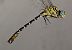 Onychogomphus forcipatus © Andrea Verdelli