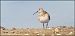 Piovanello comune (Calidris ferruginea) © Giuseppe Di Lieto