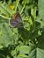 Blaveta comuna (Polyommatus icarus) © Andreu Canut i Font