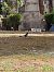 Eurasian Magpie - Vanesa López Vázquez