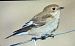 Mastegatatxes (Ficedula hypoleuca) © Ferran Pujol