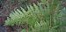 Pteridium aquilinum © Michele Cento