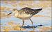 Combattente (Calidris pugnax) © Giuseppe Di Lieto