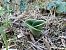 Himantoglossum hircinum (Orchis bouc) © Alain Falvard