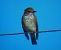 Papamosques gris (Muscicapa striata) © Ferran Pujol