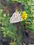 Leptotes pirithous © Martin Horny