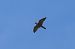 Faucon pèlerin (Falco peregrinus) © Urs Kyburz