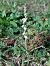 Spiranthes spiralis (Spiranthe d'automne) © Bernard Sonnerat