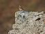Culbianco (Oenanthe oenanthe) © Cosimo Gabbani