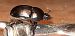 Sericotrupes niger  - Michele Cento