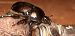 Sericotrupes niger  - Michele Cento