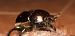 Sericotrupes niger  - Michele Cento