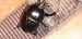 Sericotrupes niger  - Michele Cento