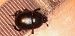Sericotrupes niger  - Michele Cento
