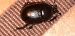 Sericotrupes niger  - Michele Cento
